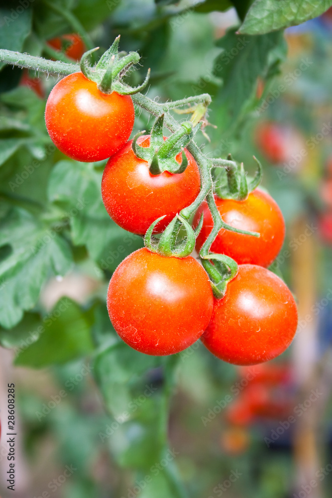 tomato tree
