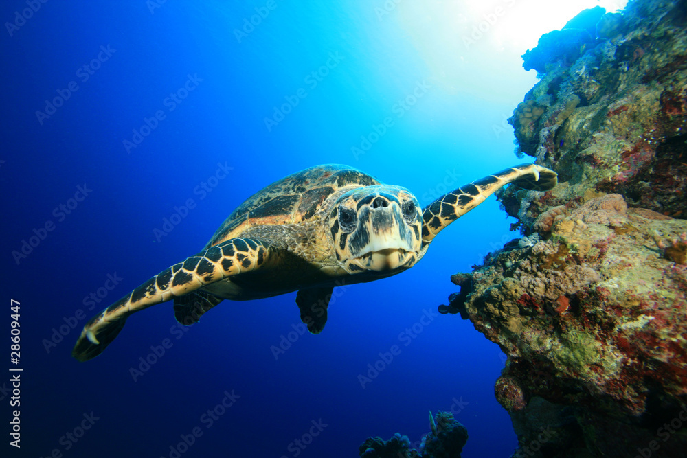 Obraz premium Hawksbill Turtle swims towards camera