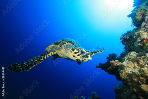 Hawksbill Turtle swims towards camera