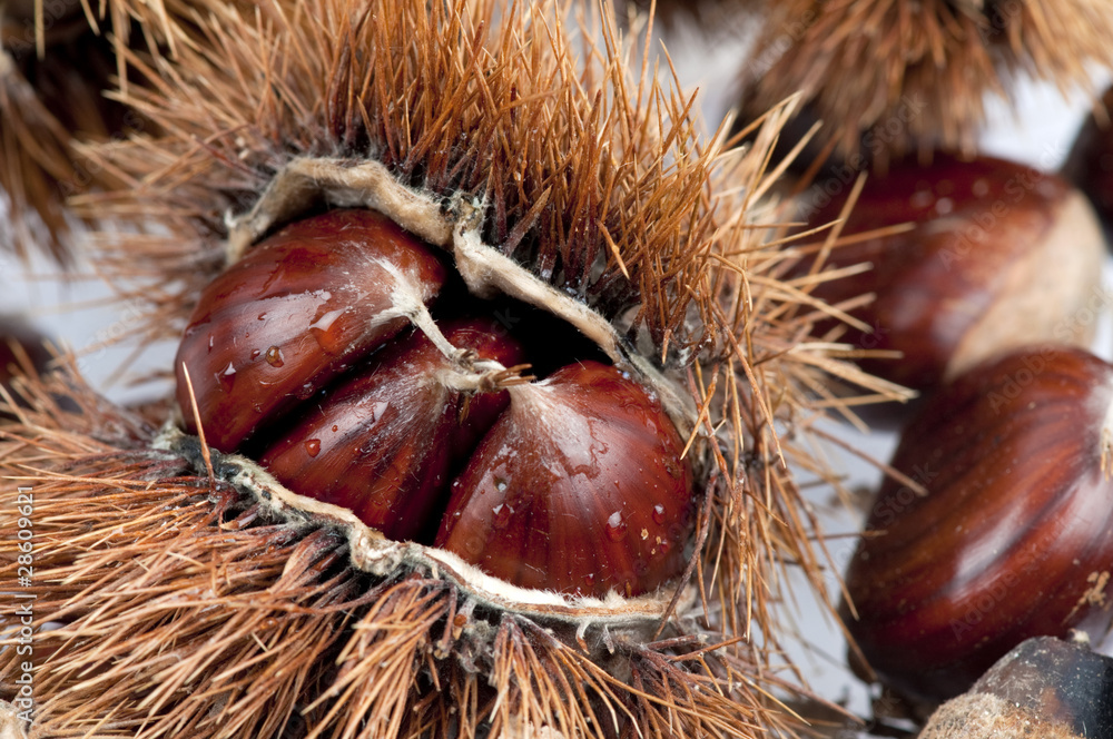 Freshly fallen brown chestnuts with their hairy fruit coat in au