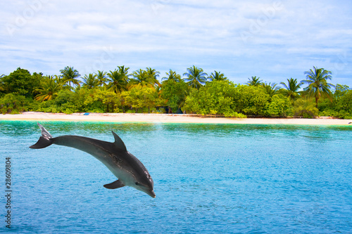 The dolphin jumps out of waves at ocean