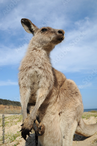 Wallaby_02