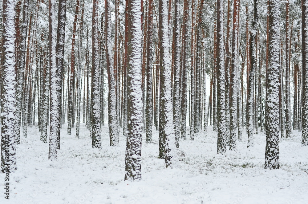 frozen forest in winter frozen forest in winter