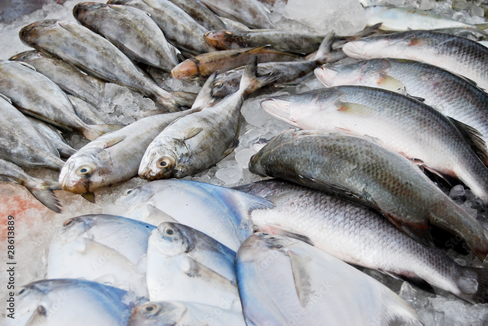 variety of fresh fish in market