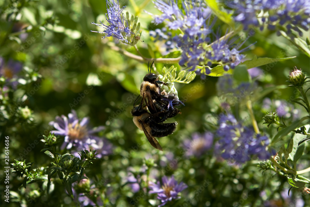 Bumble Bees Mating on Purple Astor Flowers Bumble Bees Mating on Purple Astor Flowers