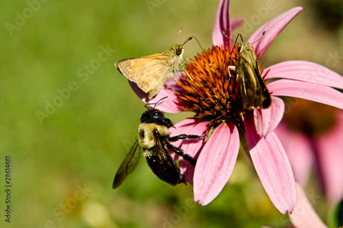 Crossline Skipper Butterfly Bumblebee Flower 'Magnus' Echinacea photo