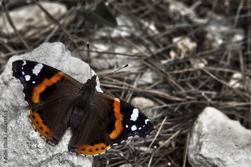 Vanessa Atalanta Vanessa Atalanta