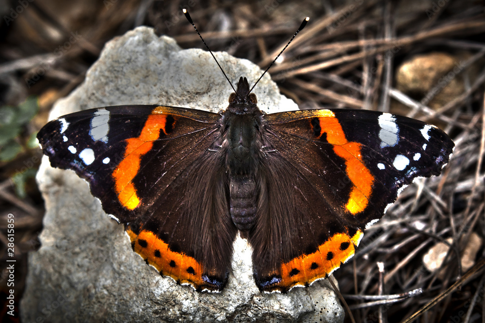 Vanessa Atalanta Vanessa Atalanta