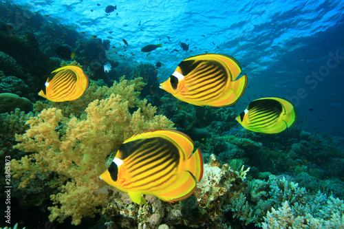 School of Fish: Butterflyfish on a coral reef
