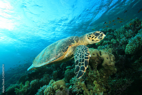 Hawksbill Sea Turtle on coral reef © Richard Carey