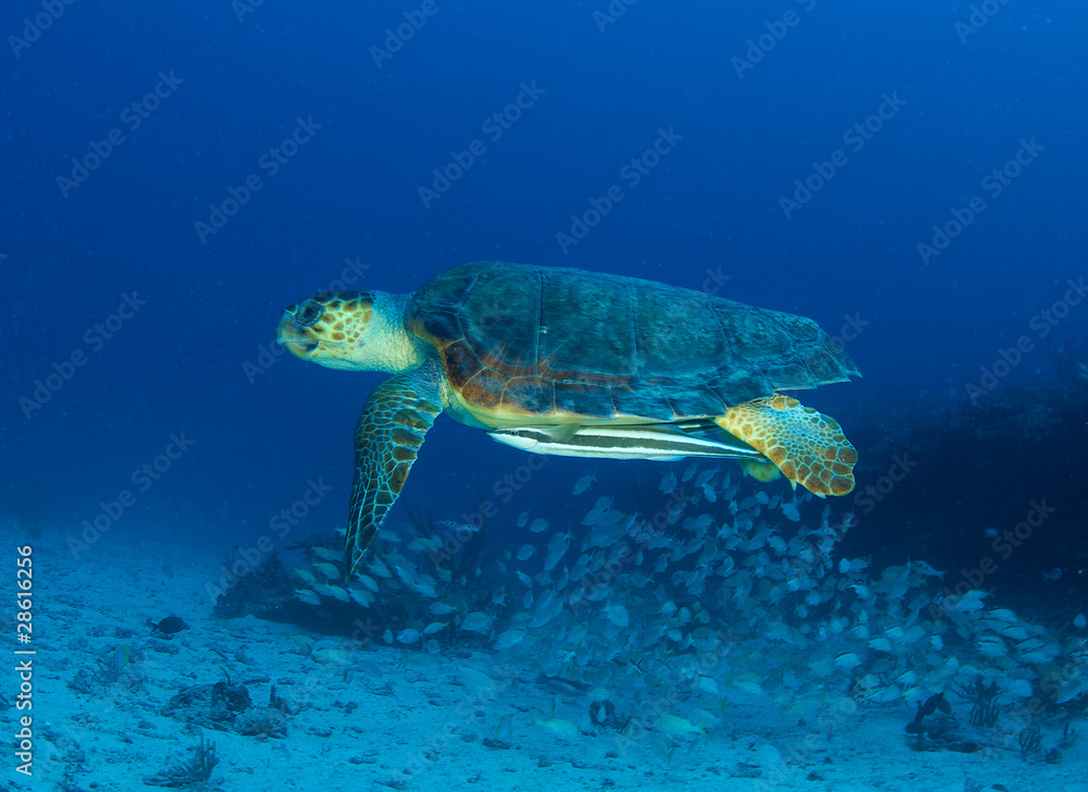 Obraz premium Loggerhead Turtle-Caretta caretta