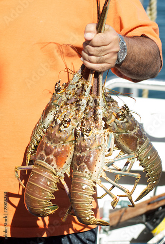A bunch of lobster caught earlier in the day.