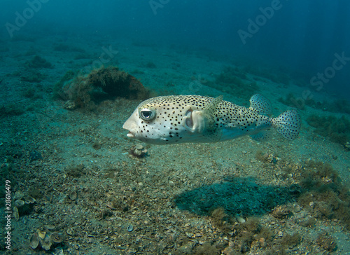 Porcupine Fish © pipehorse