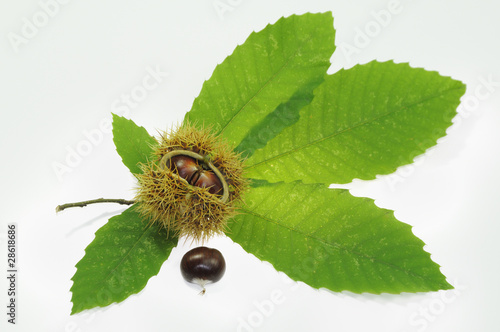 Eßkastanien in Schale auf Blatt der Edelkastanie (Castanea sati photo