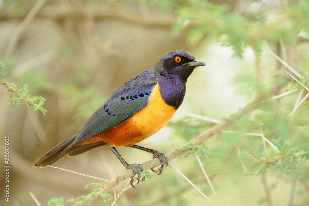 Shelly's Starling Bird Shelly's Starling Bird