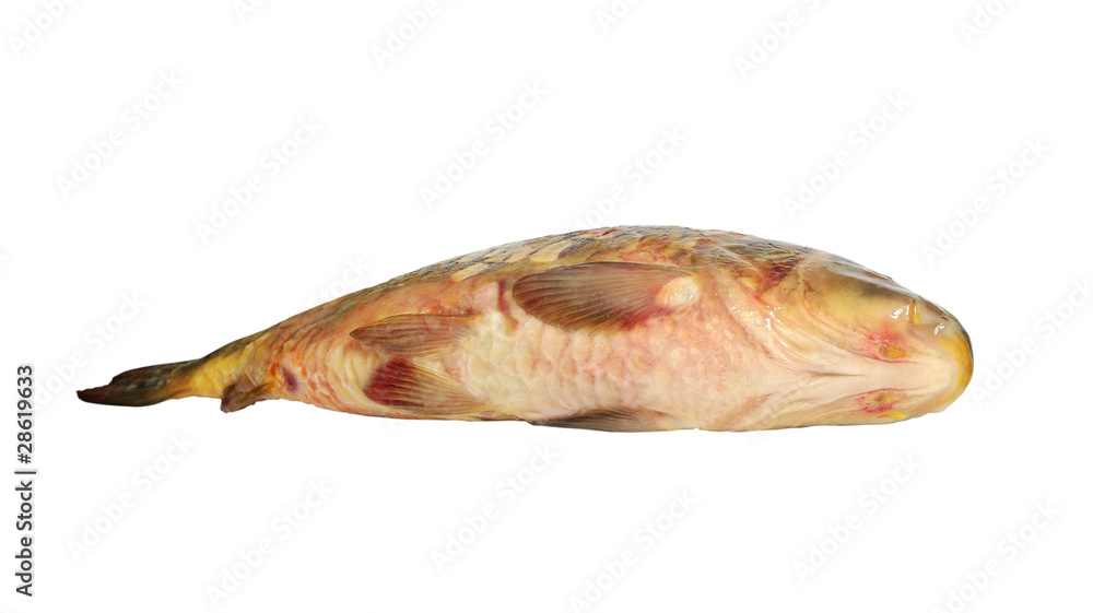 Tum of the fish. Tum of the fish.