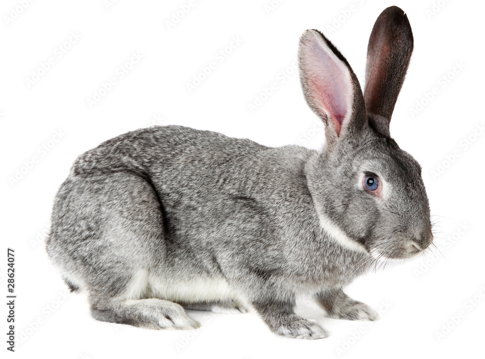 Adorable rabbit Adorable rabbit