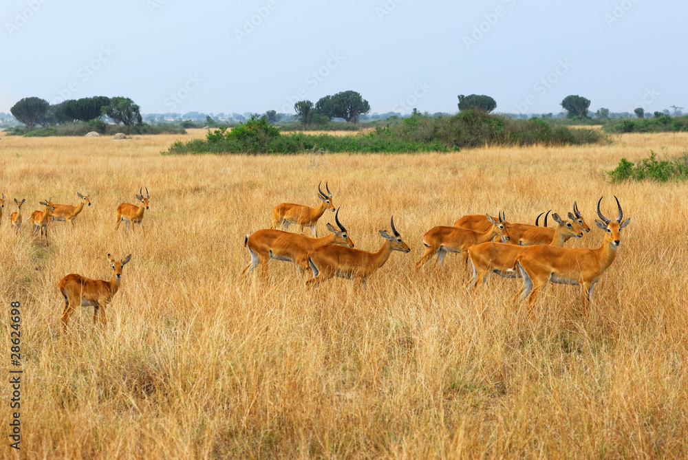 Uganda race kob herd Uganda race kob herd