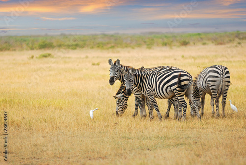 Zebras herd at dawn