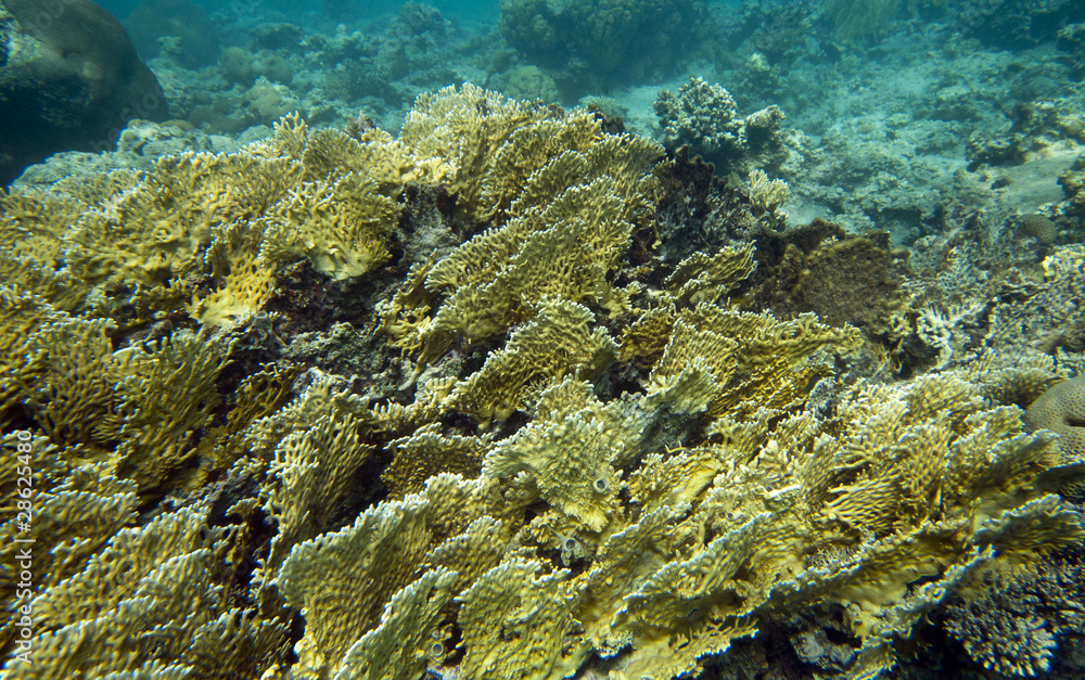 Fototapeta premium Egypt