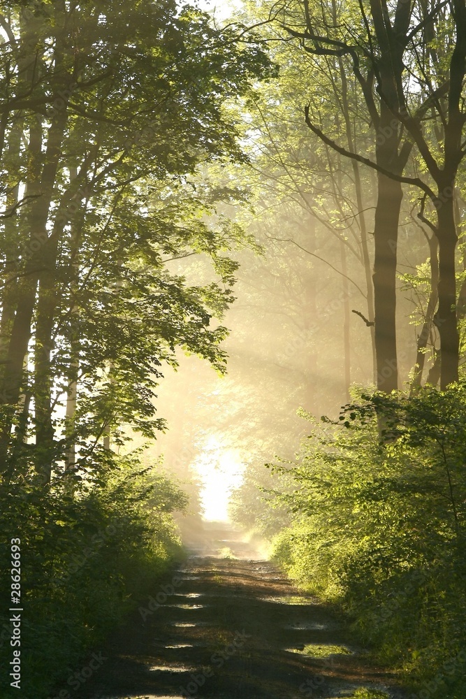 Fototapeta premium Dirt road in deciduous forest on a misty spring morning