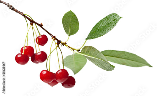 Cherry brunch with leaves photo