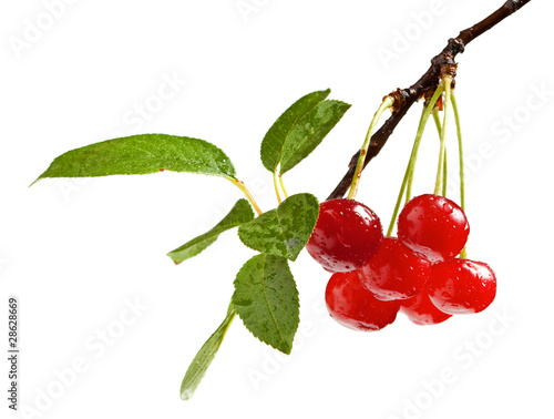 Vászonkép Cherry brunch with foliage