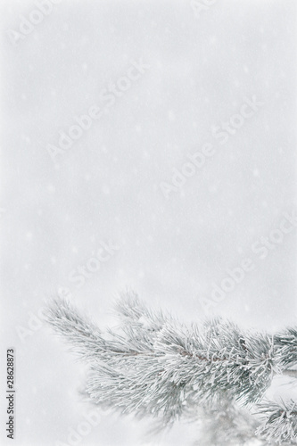 Pine in snow