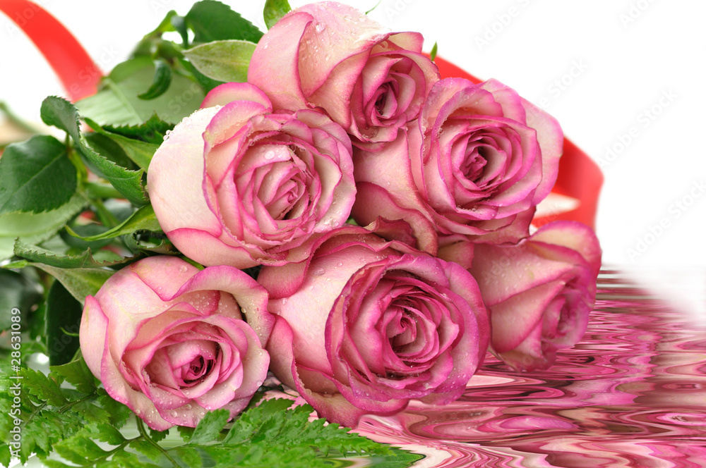 pink roses pink roses