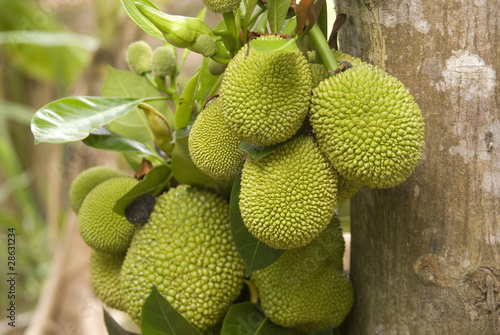 Breadfruit photo