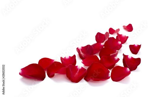 petals rose flower nature love