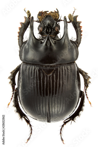 Typhaeus typhoeus