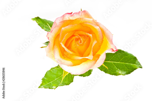 Red yellow rose over white