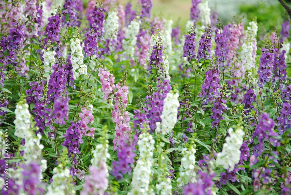 Delphinium In the garden Delphinium In the garden