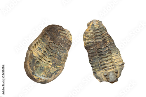 Trillobite