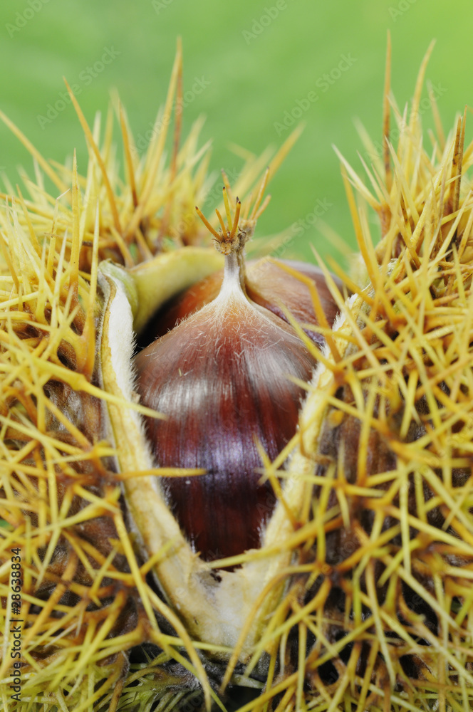 Eßkastanien in Schale auf Blatt der Edelkastanie (Castanea sati Eßkastanien in Schale auf Blatt der Edelkastanie (Castanea sati