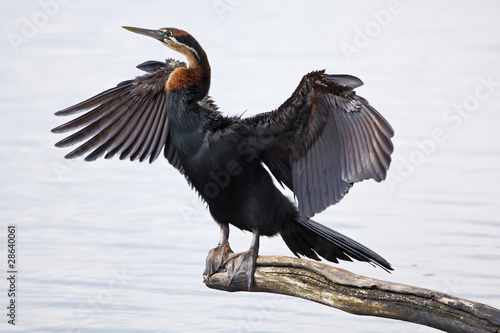 African Darter drying its wings