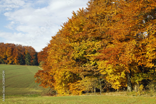 Herbstlicher Buchenwald