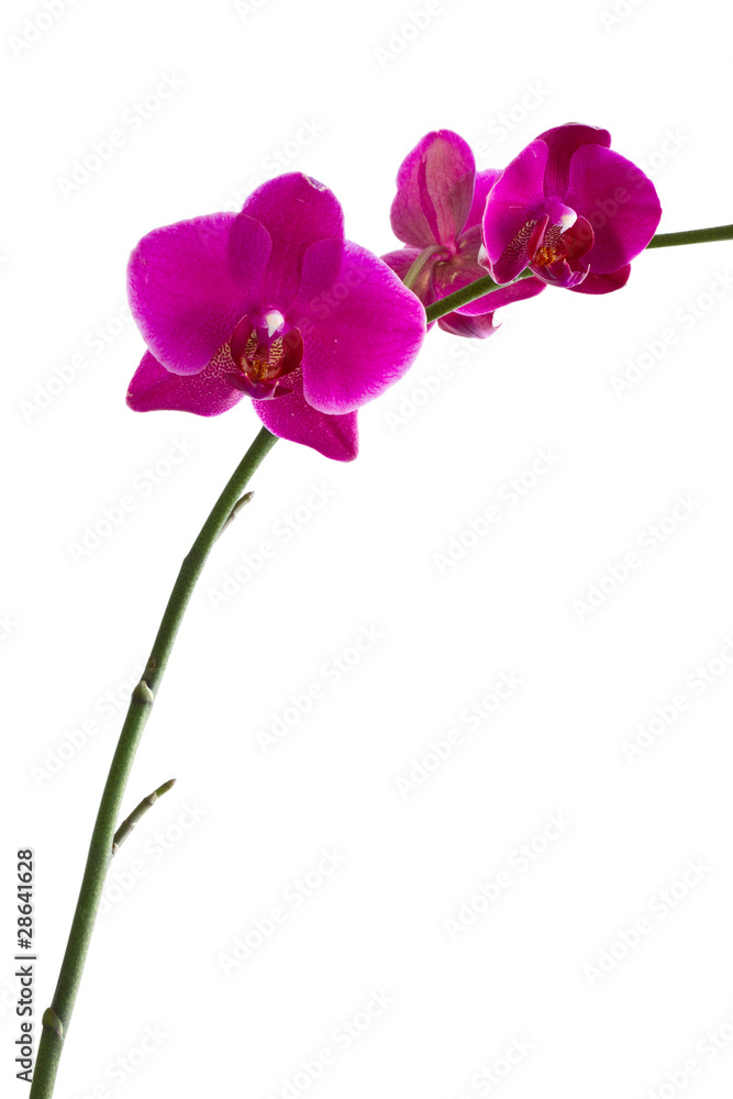 Orchid