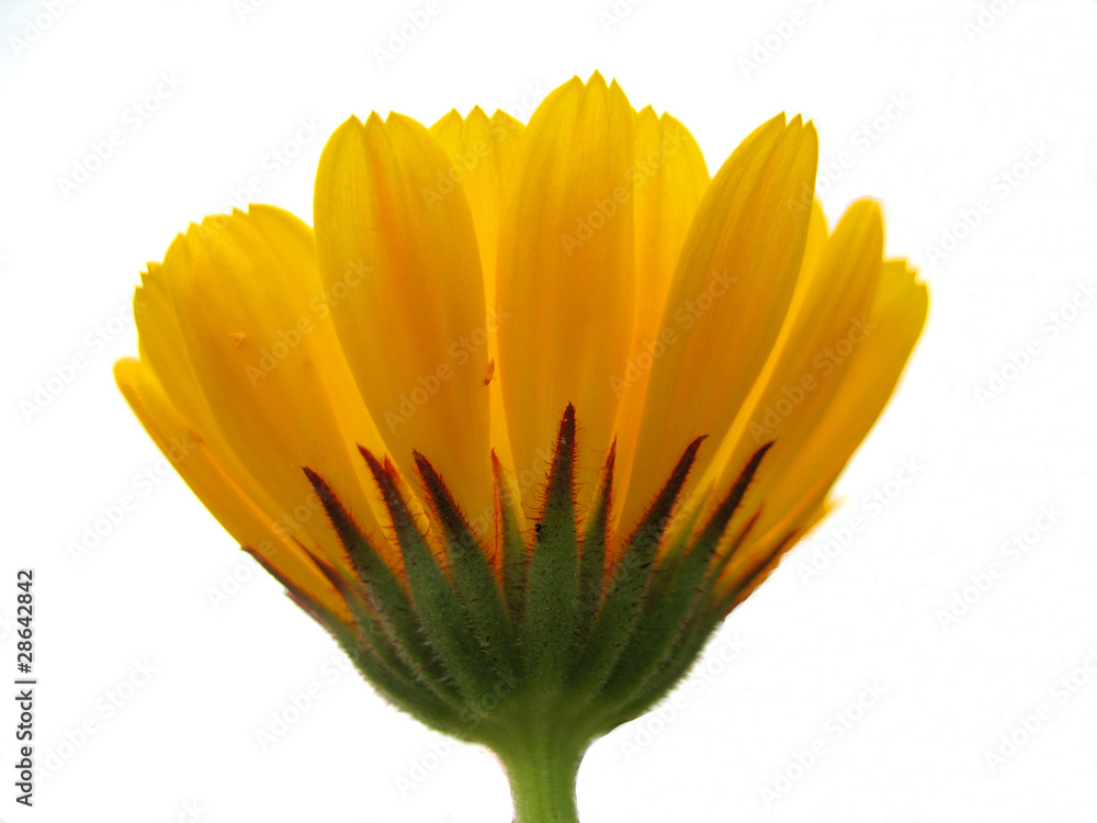 Fototapeta premium calendula