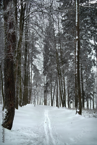 Ski track in winter forest. Hoarfrost on trees in frost winter.