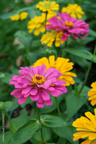 Daisy flower