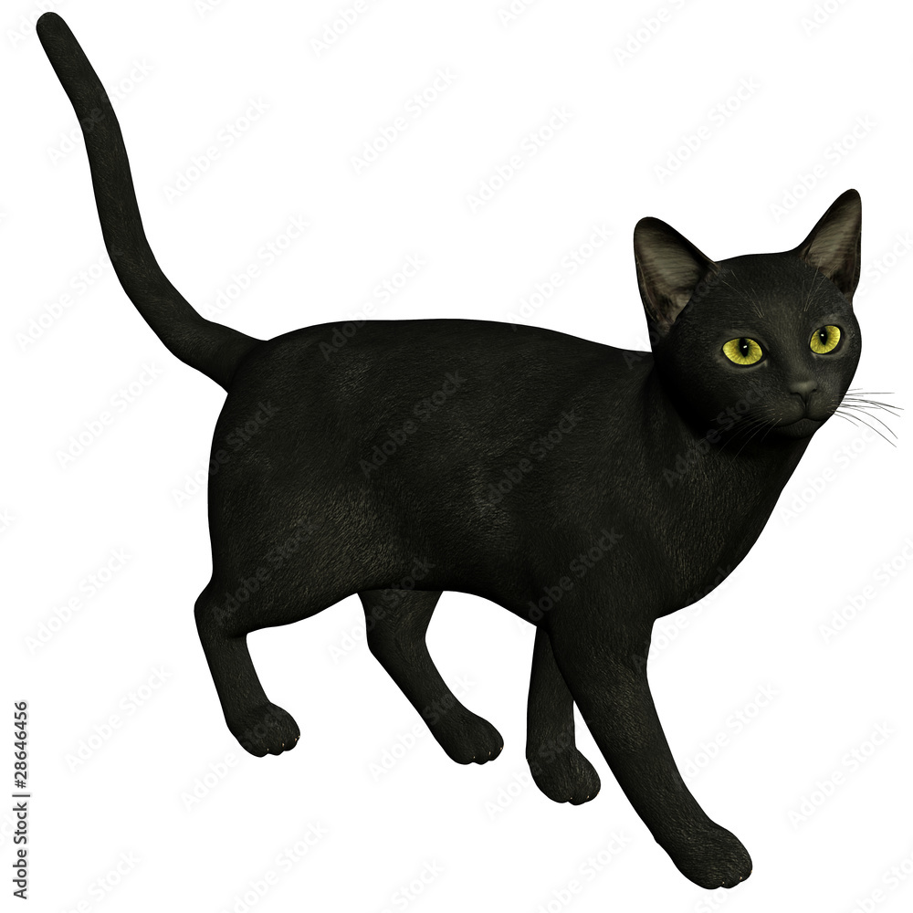 Eine schwarze Katze