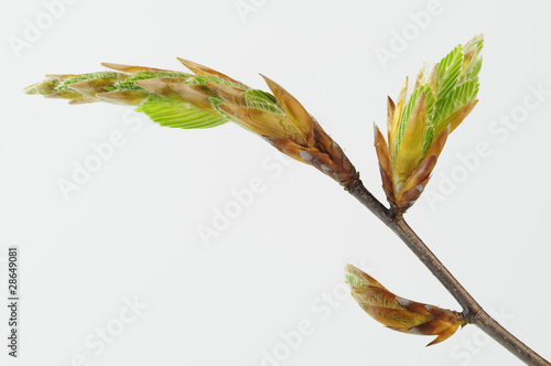 sich öffnende Knospe einer Rotbuche (Fagus silvatica)