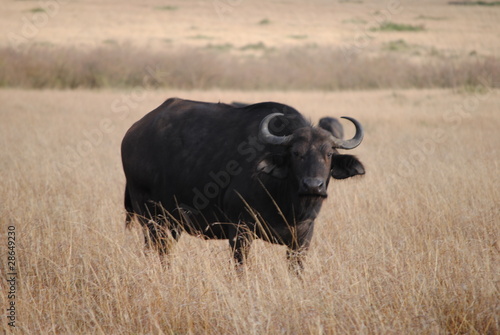 Buffalo in african savanna