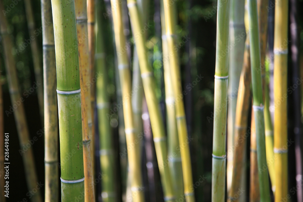 Fototapeta premium Bambus-Hintergrund
