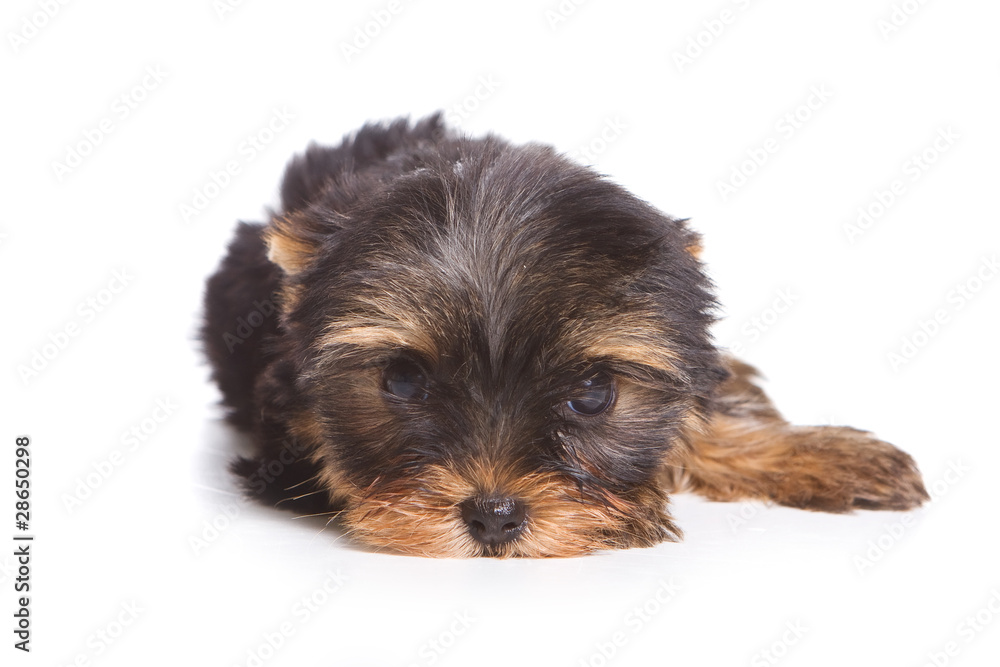 Yorshire terrier puppy isolated on white