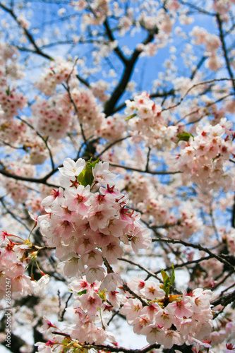 Cherry blossom flowers against a blue sky