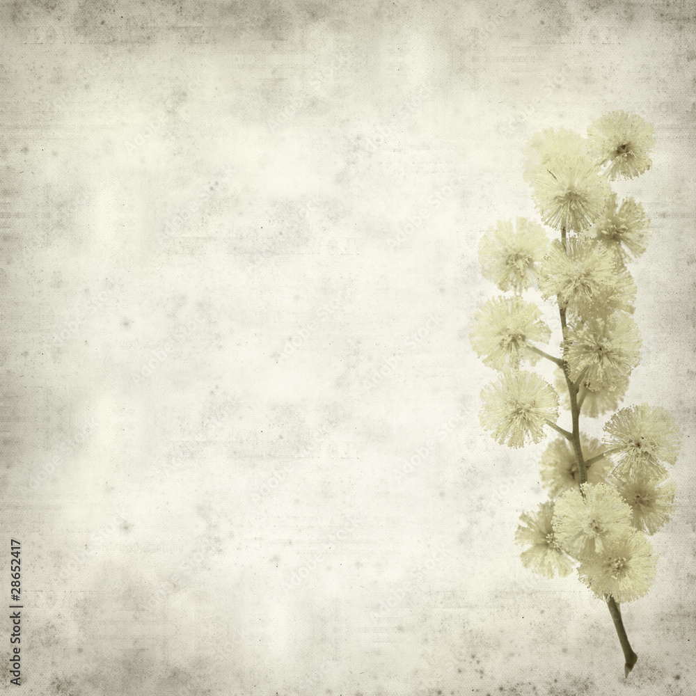 textured old paper background with yellow fluffy mimosa flowers