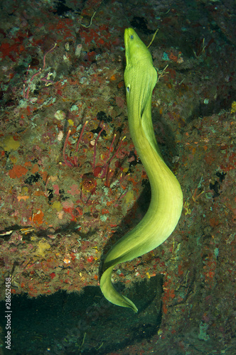 Green Moray Eel picture taken in south east Florida.